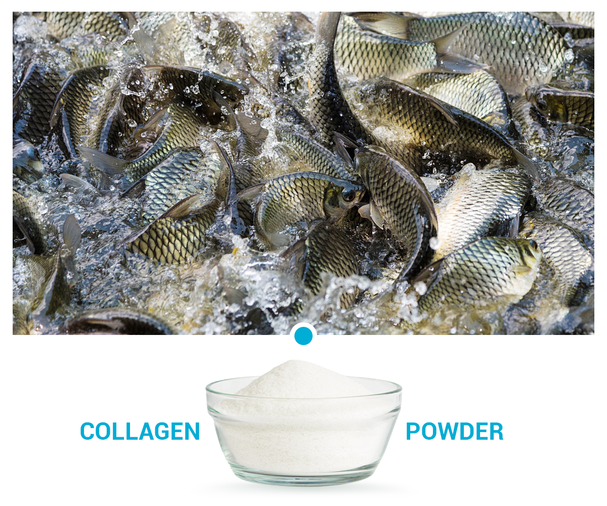魚(yú)膠原蛋白肽