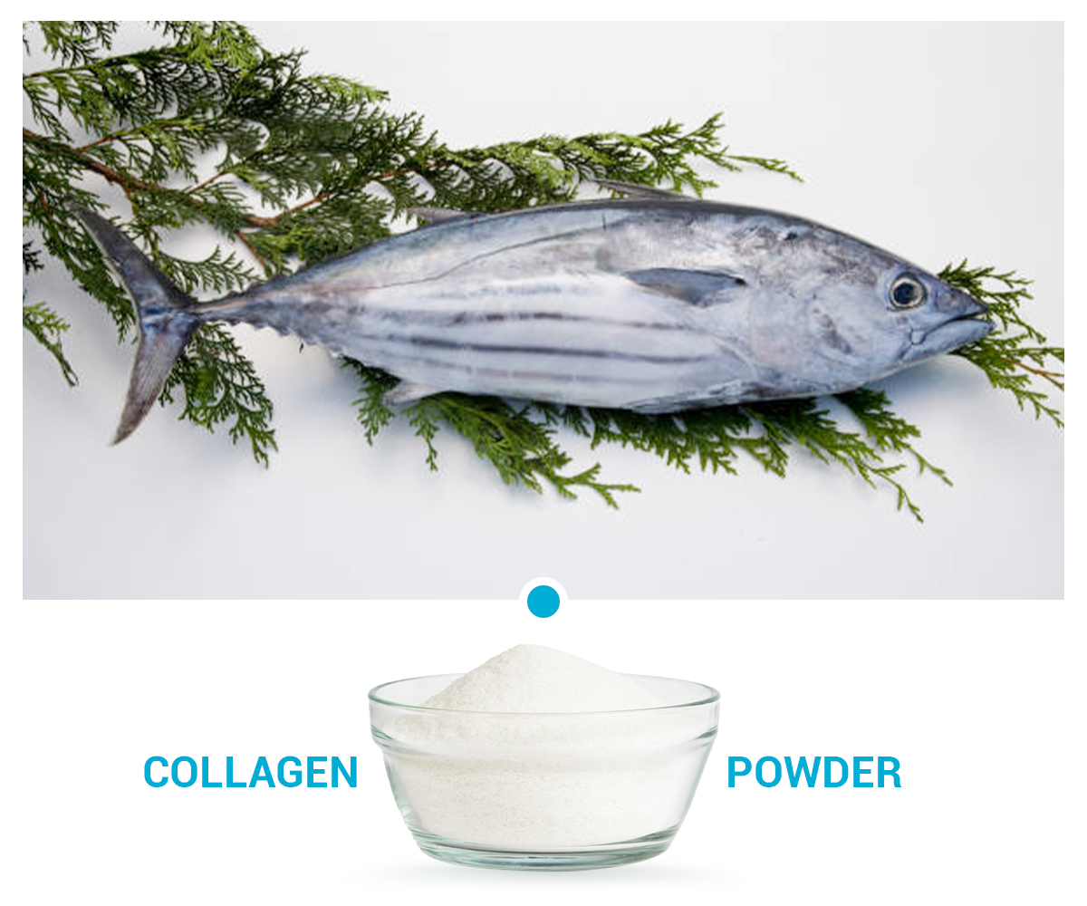 鰹魚(yú)彈性蛋白肽